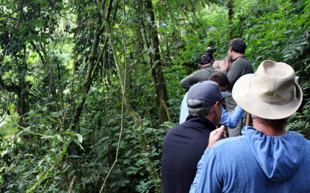 Gorilla trekking experience in Bwindi