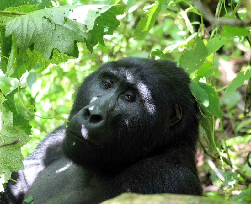 gorilla trekking tours in uganda