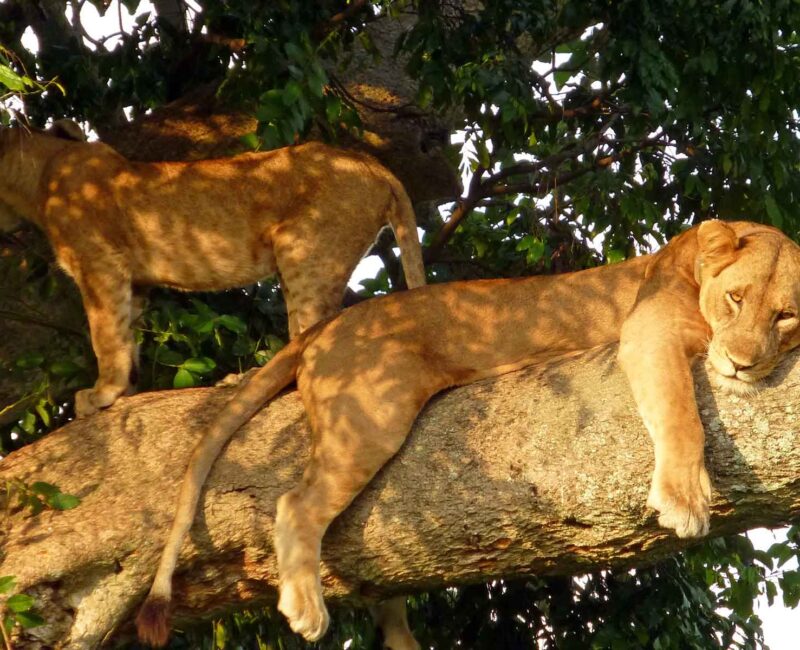 Tree Climbing lions