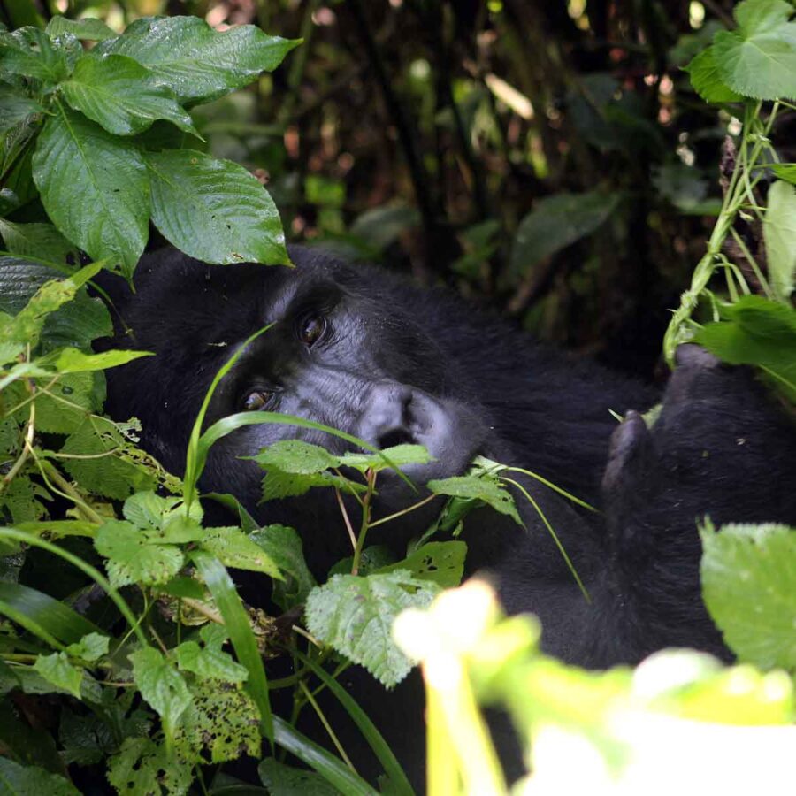 bwindi-forest-gorilla