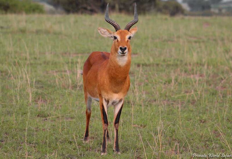 uganda safaris