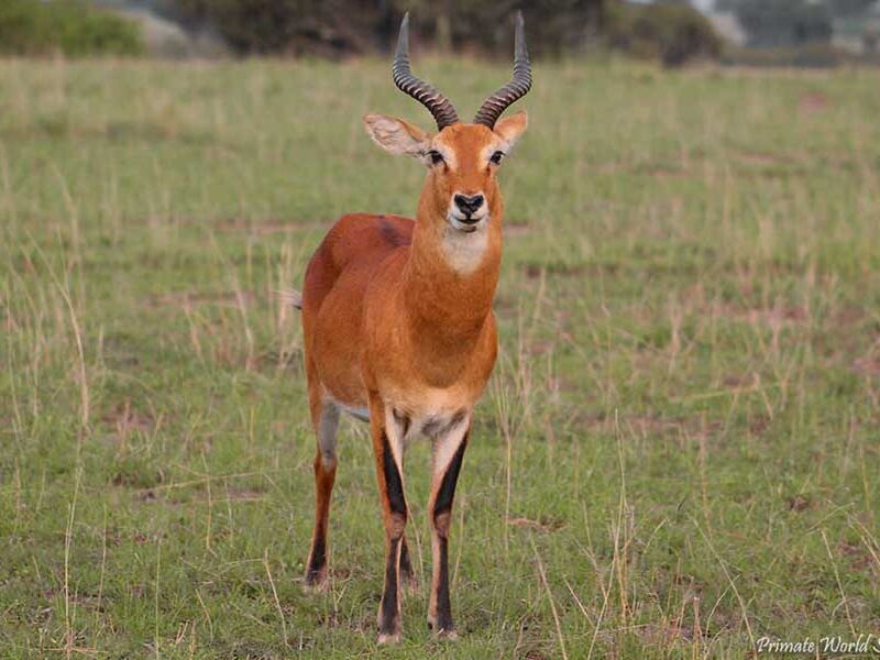 uganda safaris