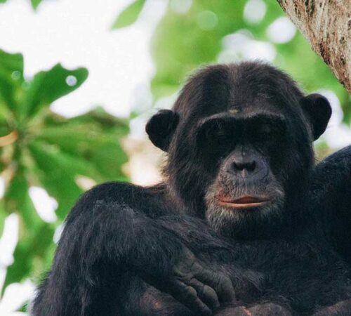 Chimpanzee trekking in Uganda