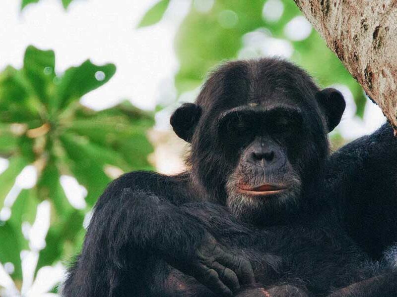 Chimpanzee trekking in Uganda