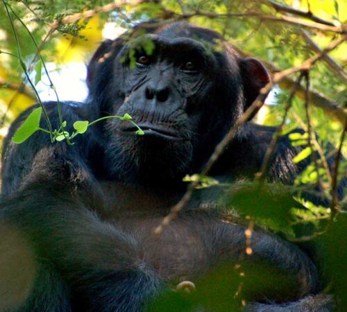 chimpanzee tracking in uganda