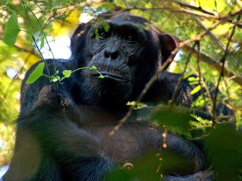 chimpanzee tracking in uganda