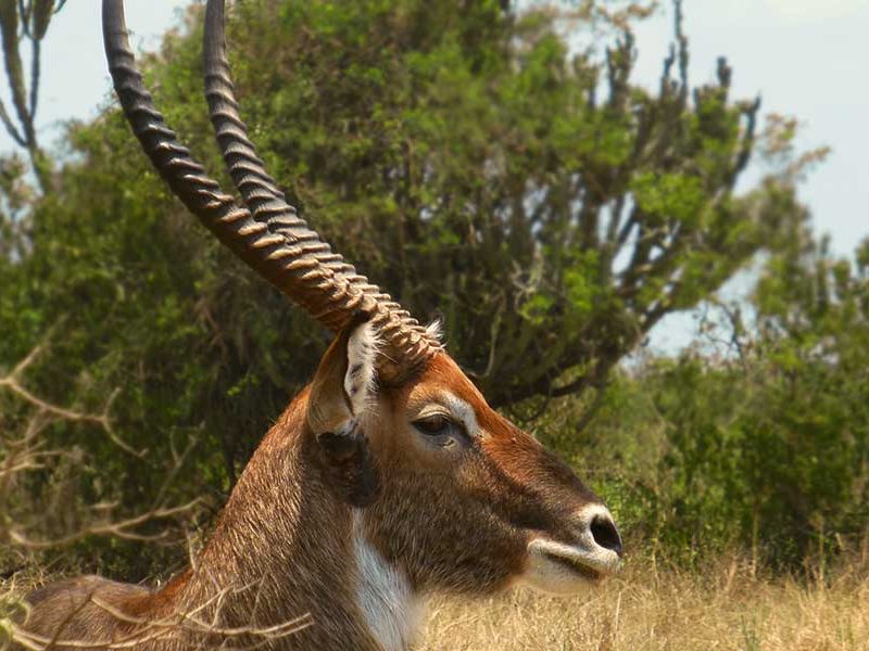 Uganda tours