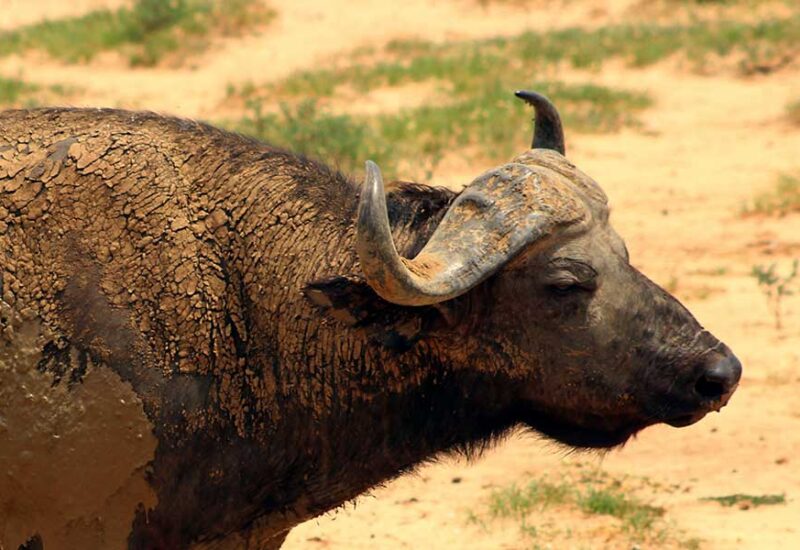 Buffalo - wildlife in uganda