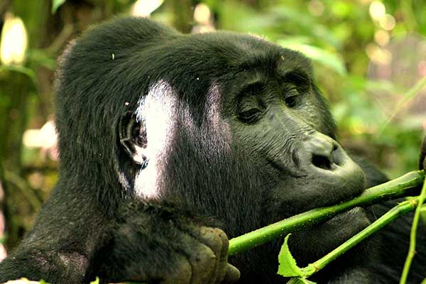 Bwindi Impenetrable Forest National Park - Gorilla Trekking Safaris