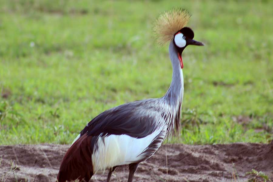 Uganda - crested crane