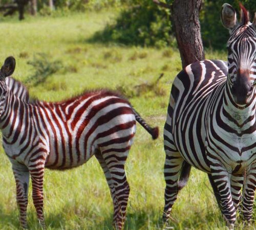 Lake mburo national park tour