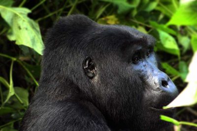 Uganda mountain gorilla - track gorillas
