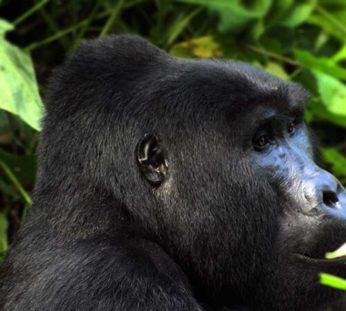 Gorilla and game safari