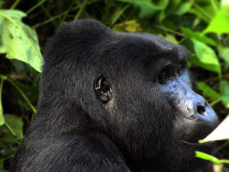 Gorilla and game safari
