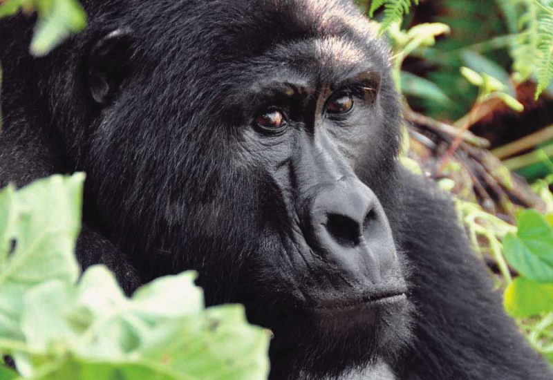 silverback-gorilla-bwindi silverback-gorilla-bwindi