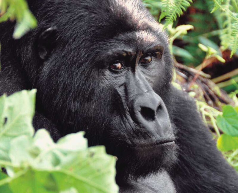silverback-gorilla-bwindi