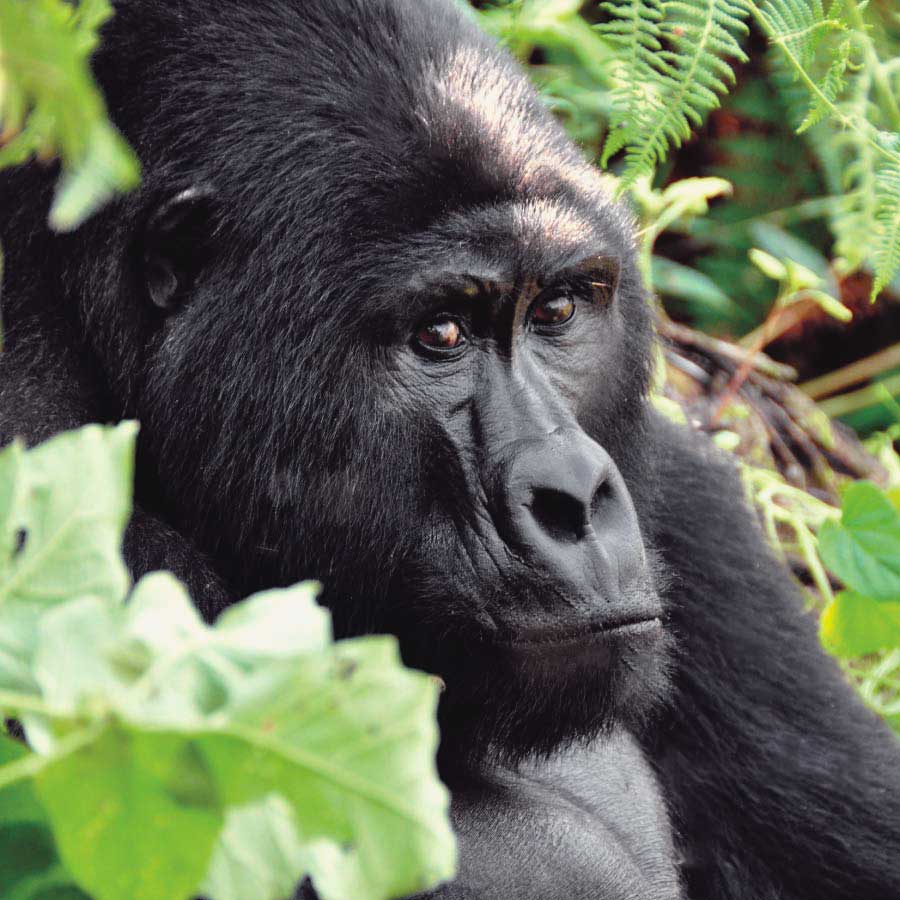 Mountain Gorillas - Gorilla Trekking Uganda Rwanda