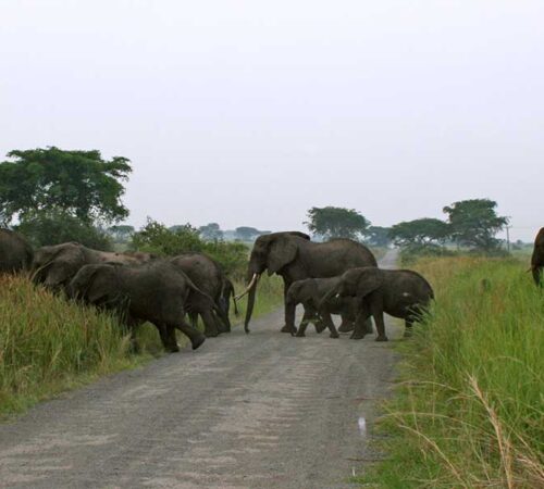 safari tours uganda rwanda