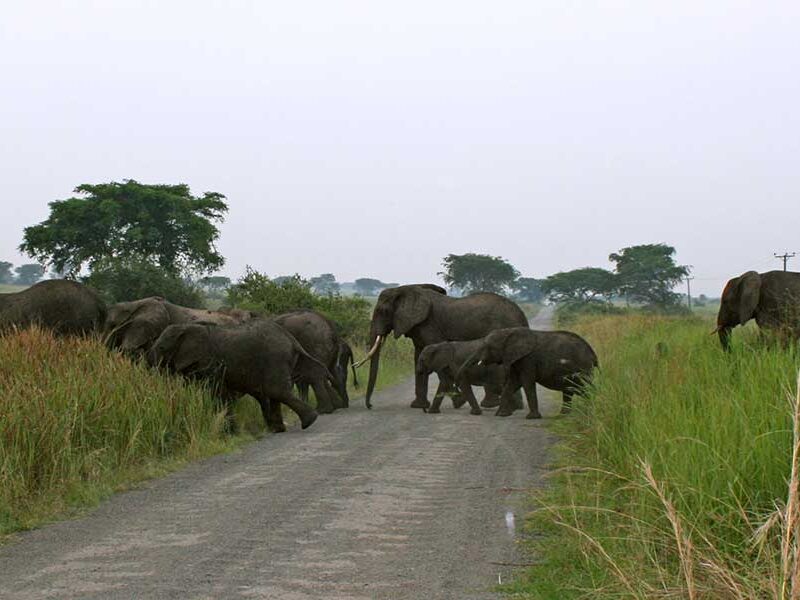 safari tours uganda rwanda