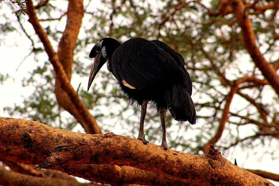 Abyssinian ground hornbill, birds of Uganda, lake mburo
