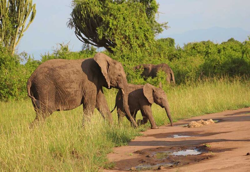 elephants-uganda-queen