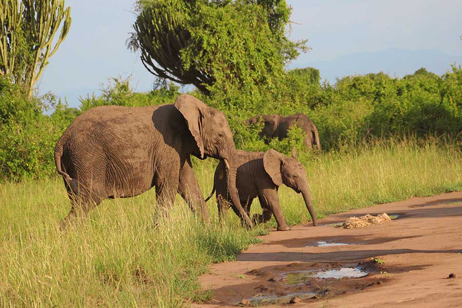 Queen Elizabeth national park, Elephants, Mweya, Uganda, African Safaris