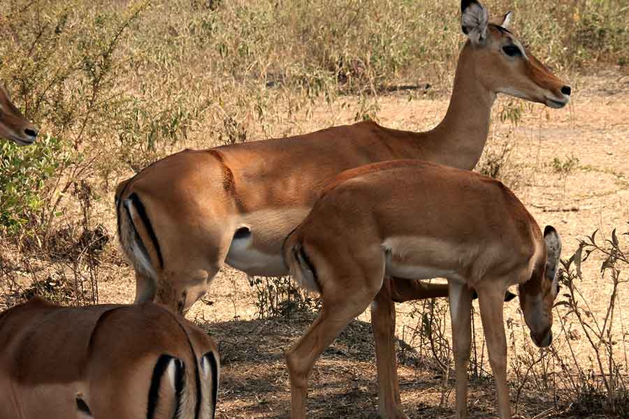 Lake mburo national park, Uganda