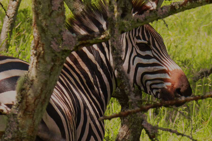 Zebra Lake mburo national park