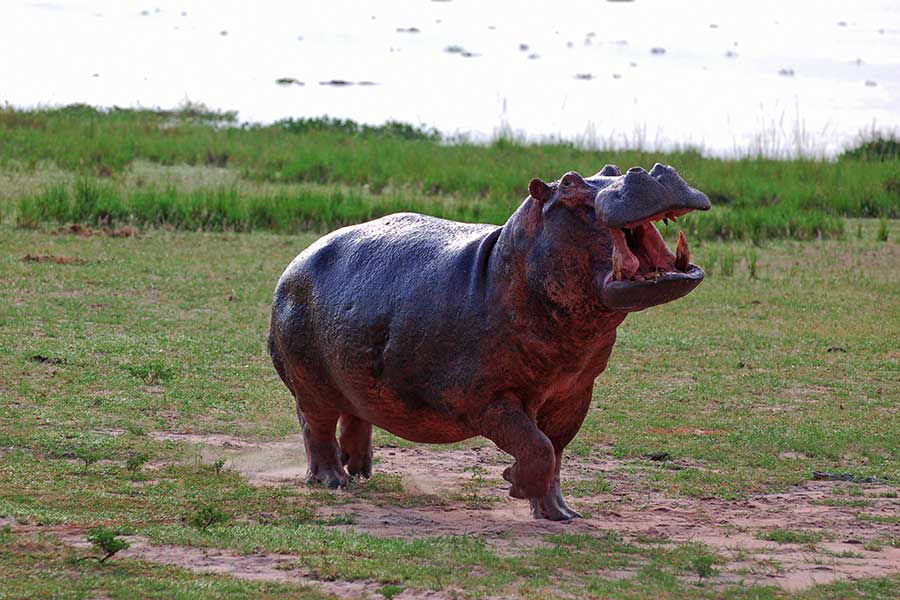 hippo kazinga channel