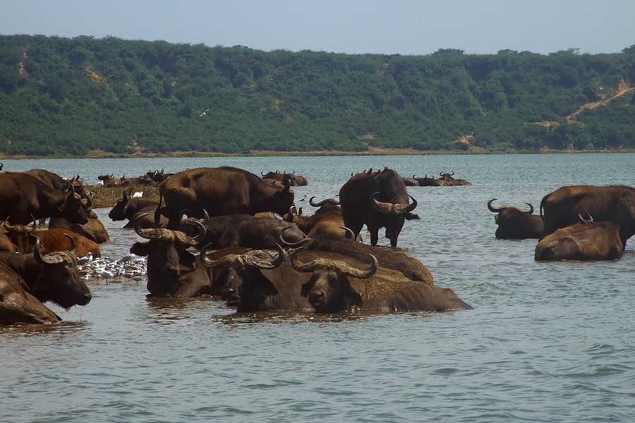 kazinga channel buffaloes