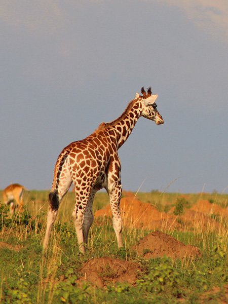 Giraffe Uganda