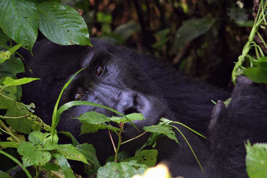 bwindi gorilla safaris