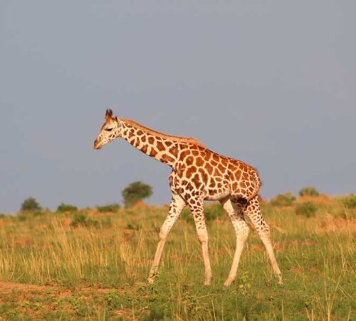 uganda safari tours