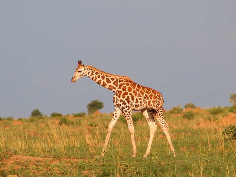 uganda safari tours