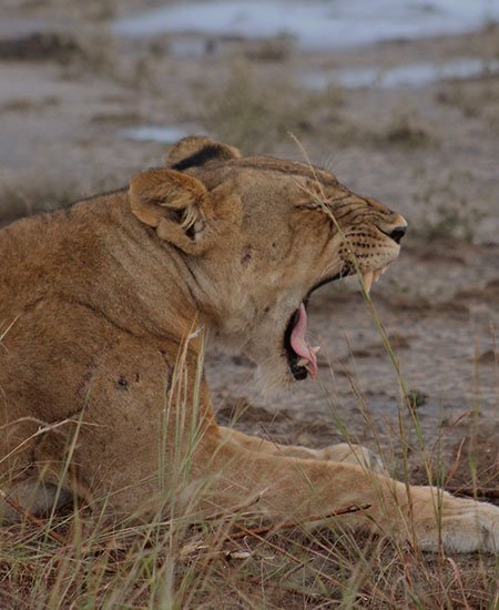 African Lion, Wildlife