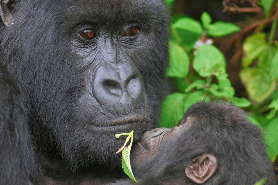 Mountain Gorillas No-longer Listed as Critically Endangered