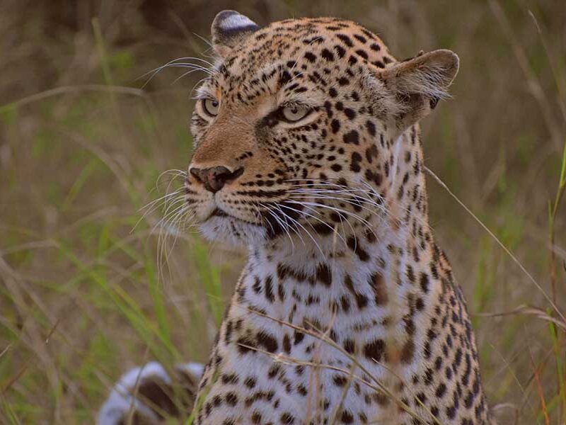 uganda wildlife safari