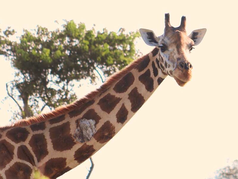 Rothschild giraffe