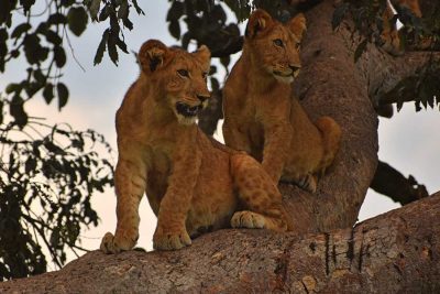 Wild Uganda Safari