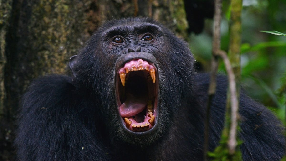Chimpanzee tracking in Kibale
