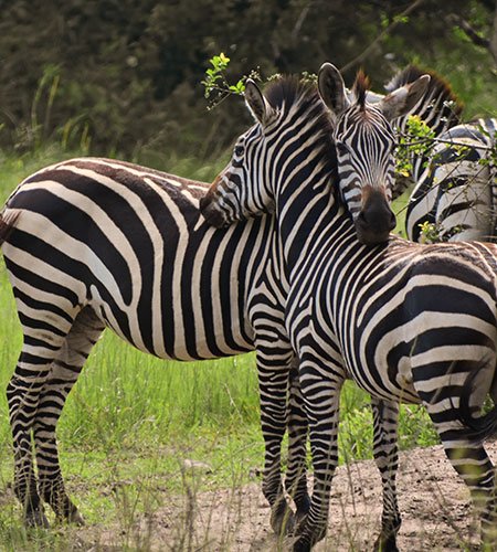 Zebra facts and information - Wildlife