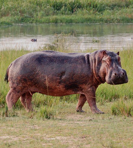 Hippopotamus