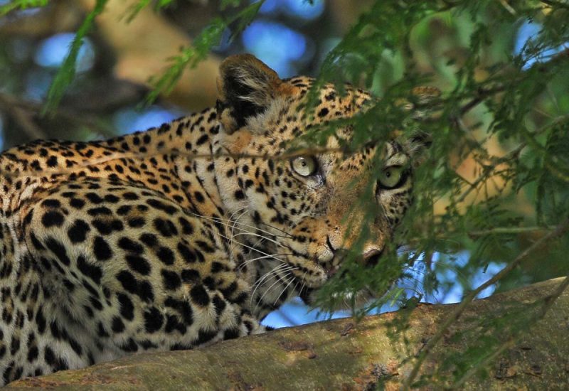 leopard in tree uganda safari tour