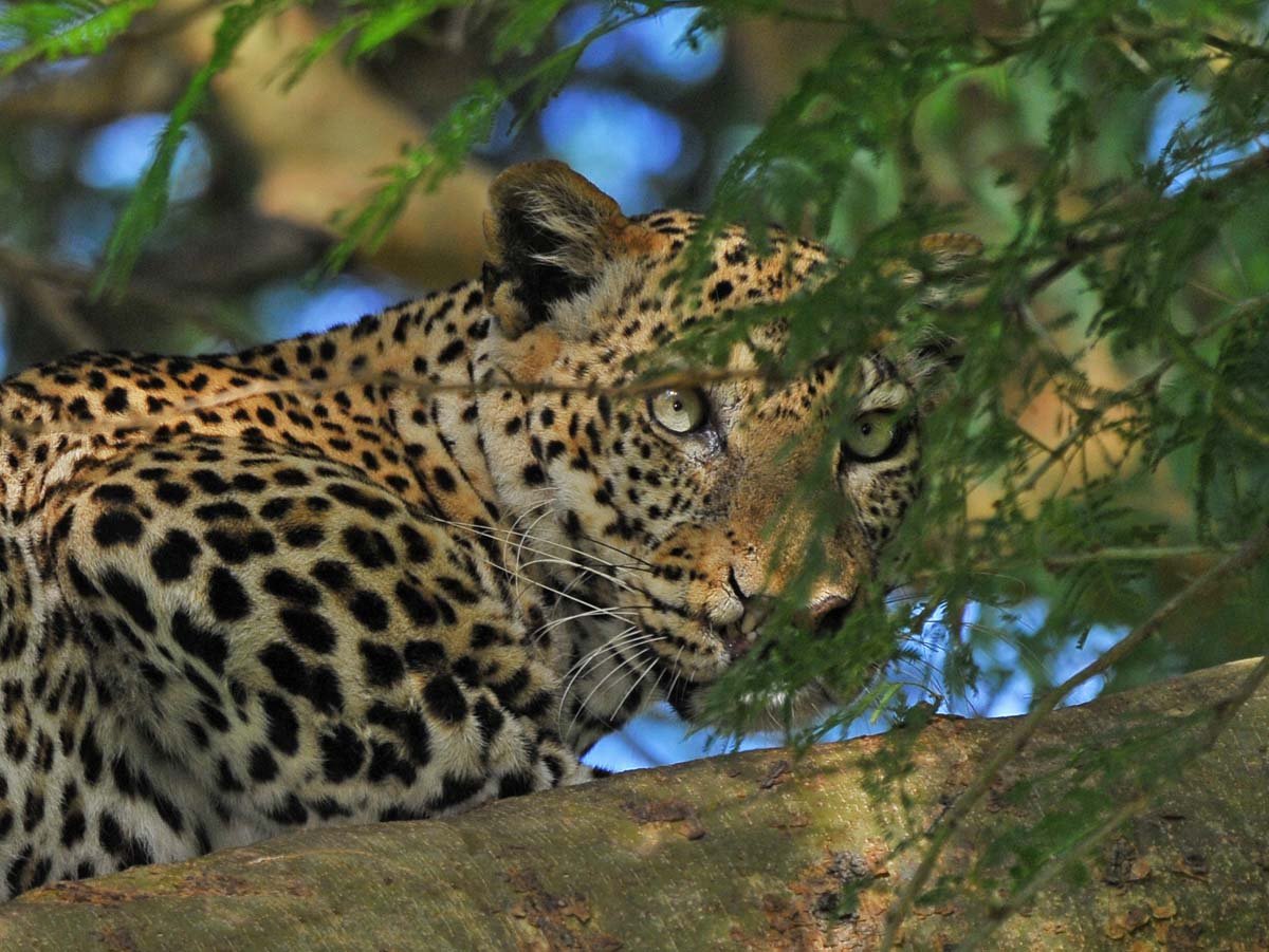 leopard mburo uganda safari tour
