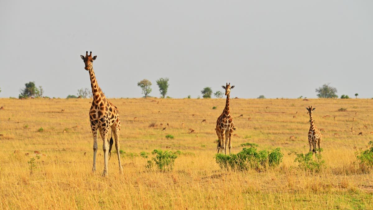 masai mara migration