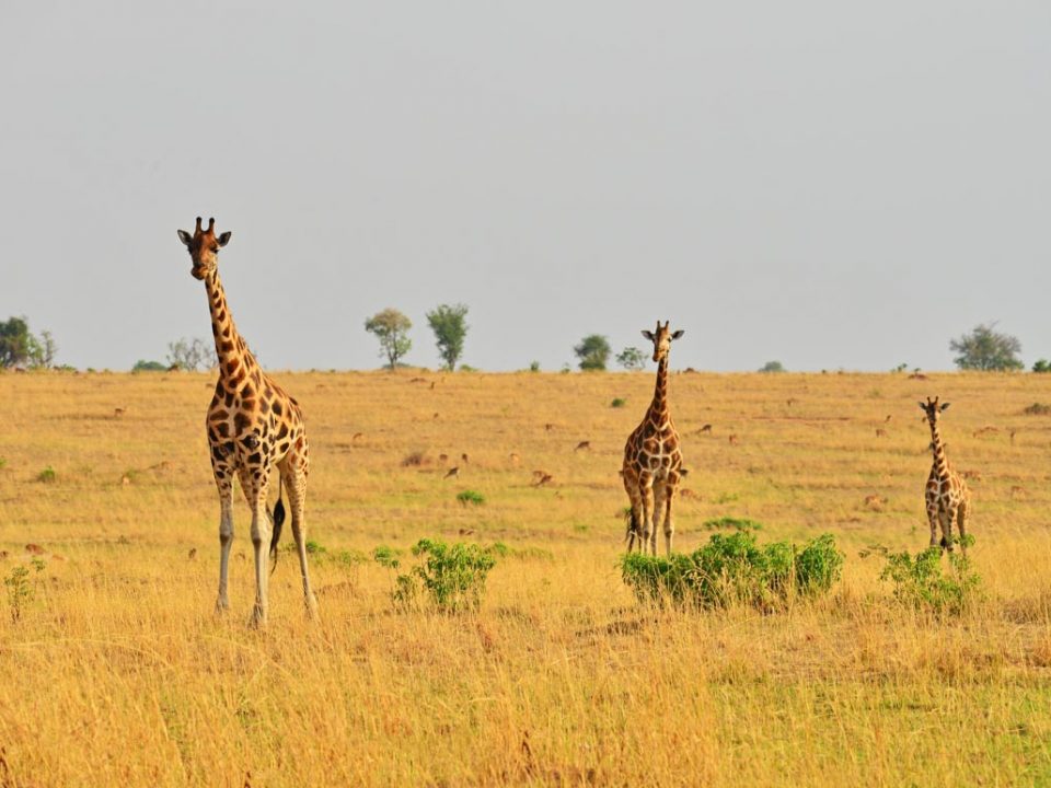 masai mara migration