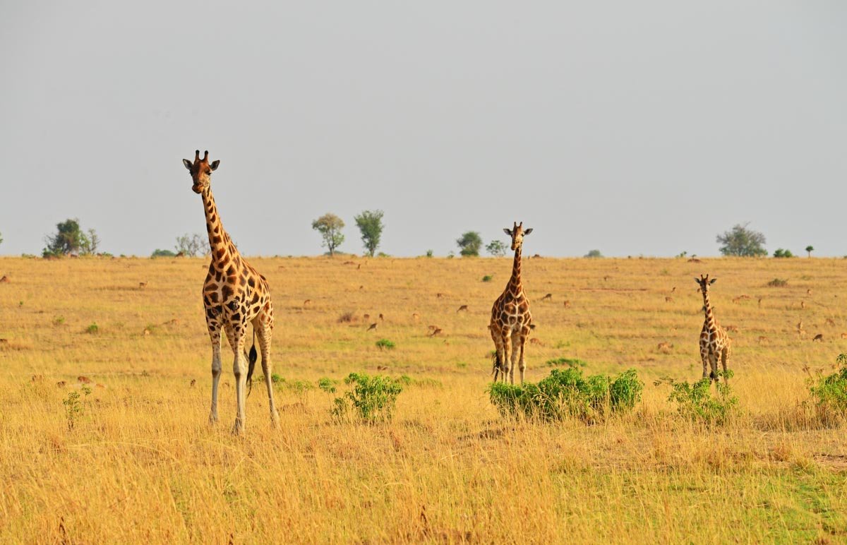 giraffe masai mara masai mara migration