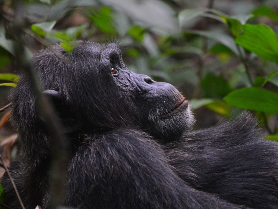 chimpanzee tracking in Kibale