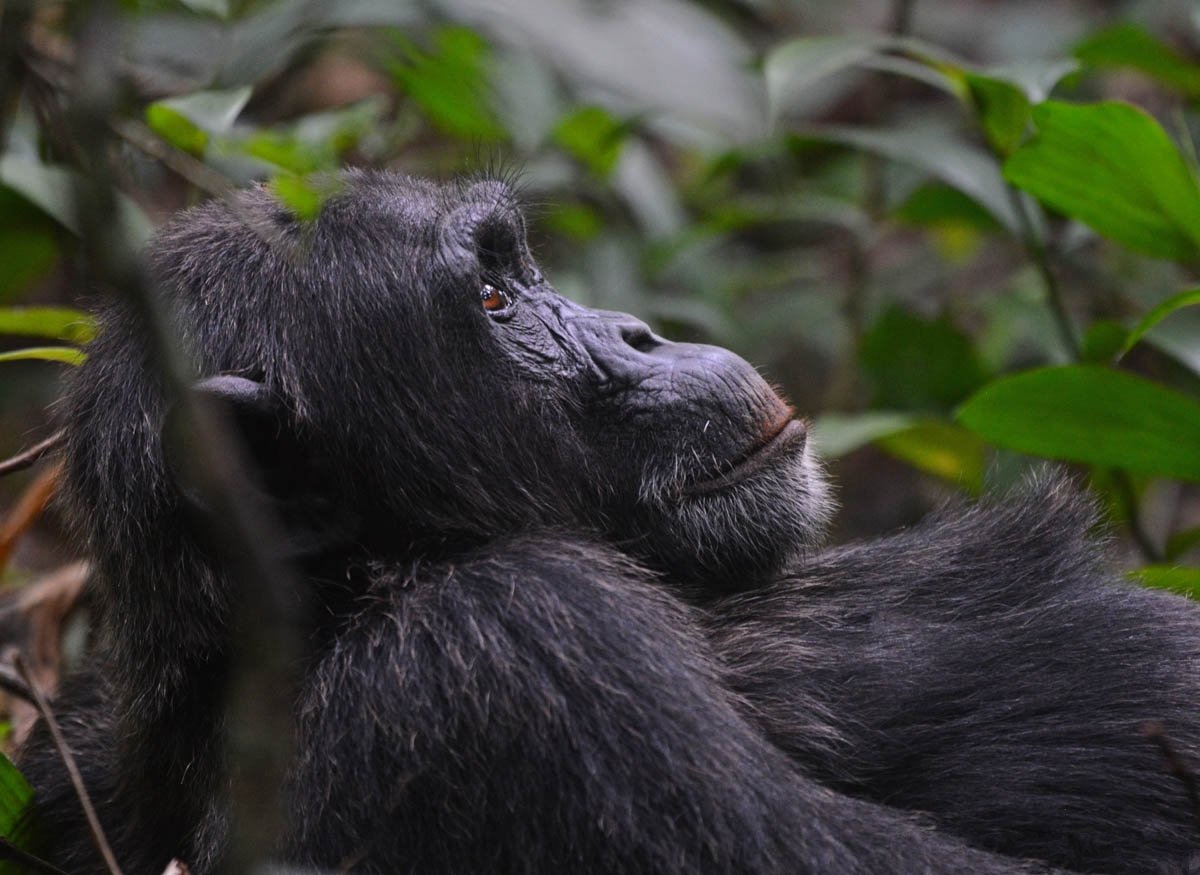 chimpanzee tracking in Kibale