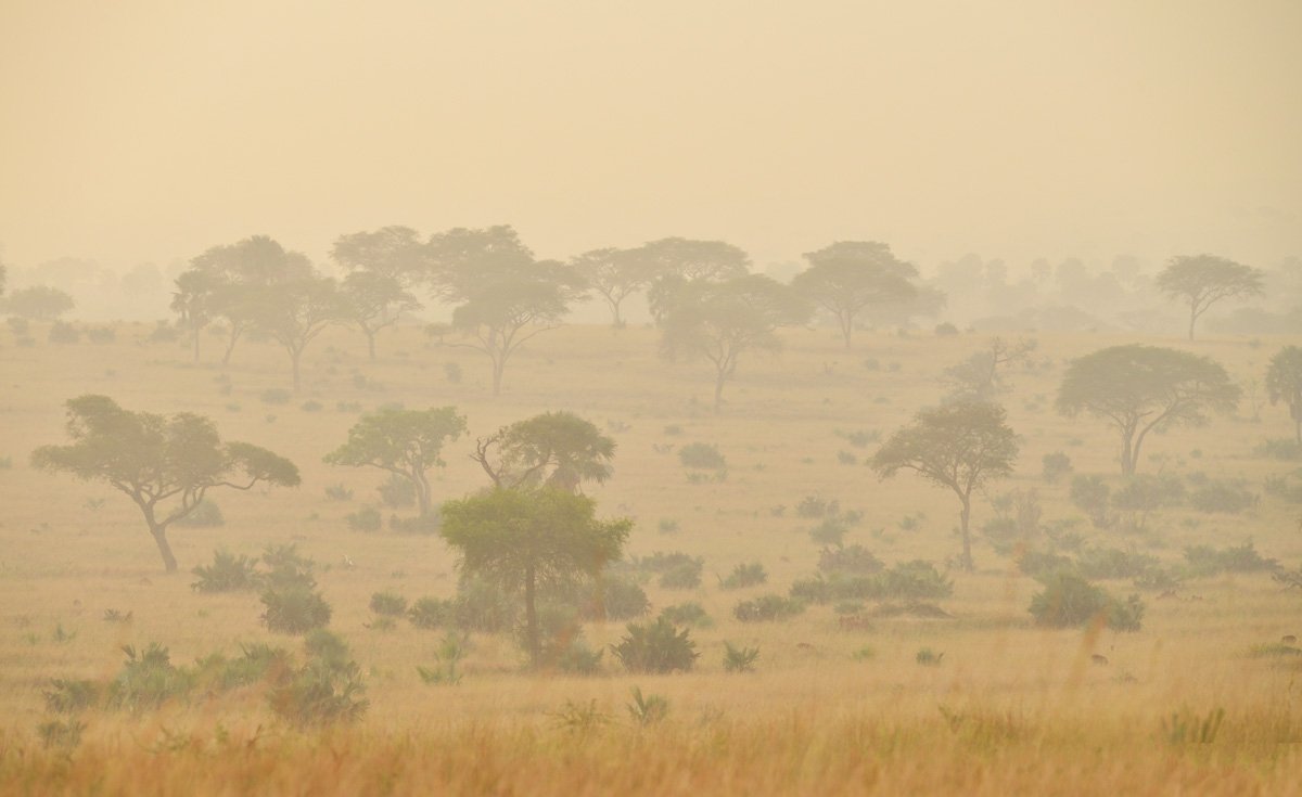 masai mara savanna masai mara safari